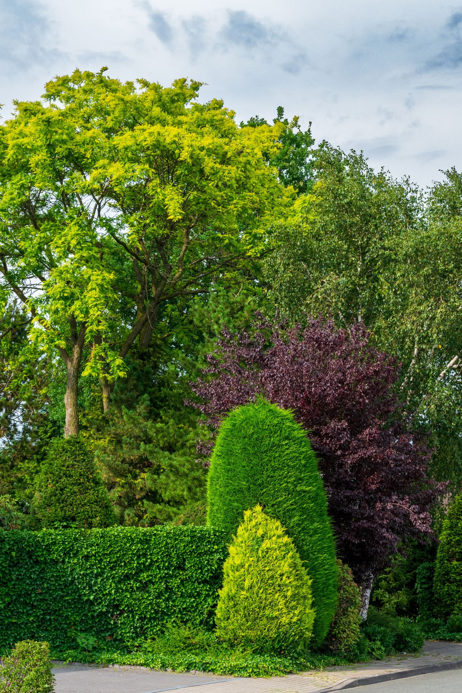 Neatly maintained residential garden with shaped shrubs and trees